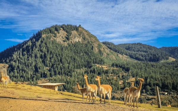 full-day-granja-corpon-y-otuzco